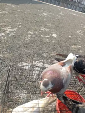 Burung merpati tinggian