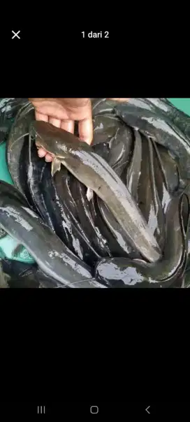 ikan lele konsumsi