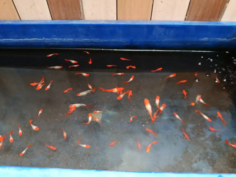 Ikan guppy koi albino red ear