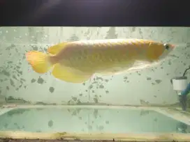 Arowana Super Red (40 cm Up)