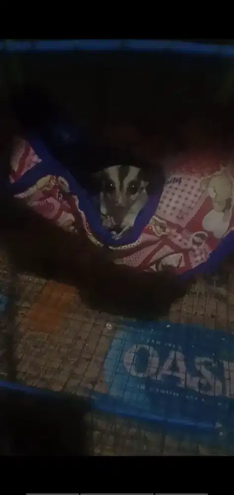 Sugar glider betina usia 2 bulan