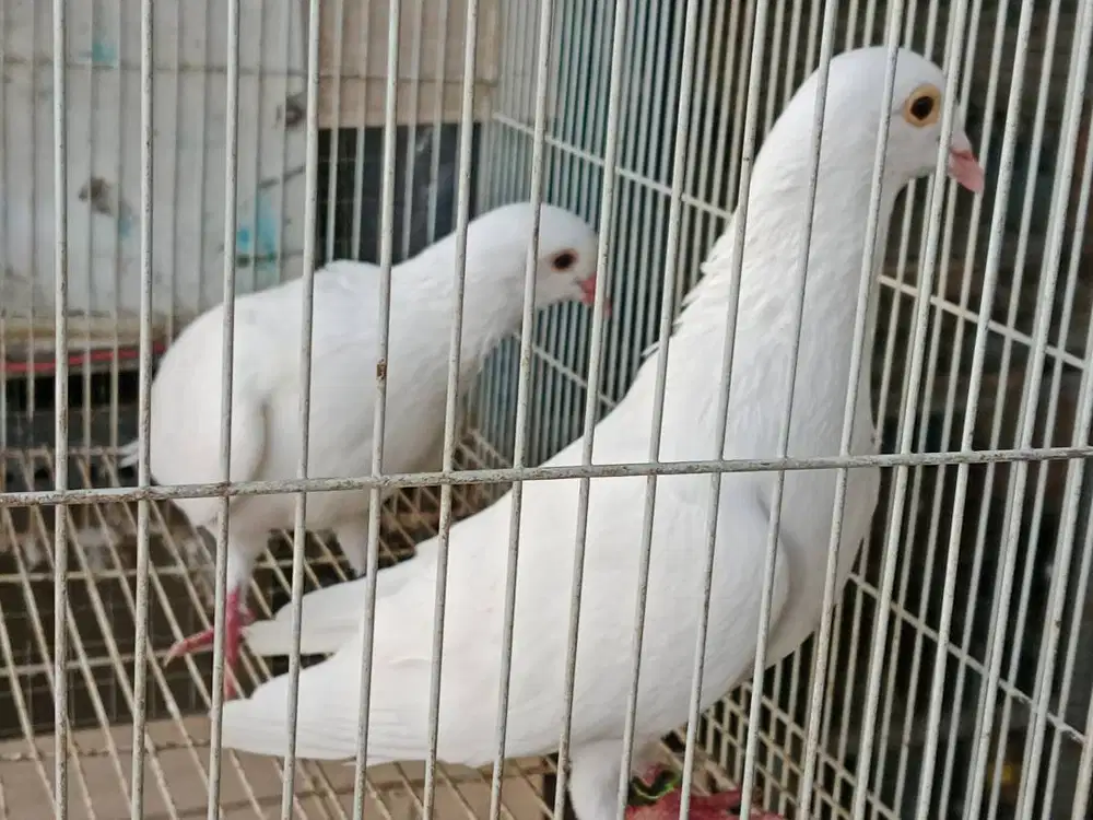 Jual merpati putih bersih sepasang