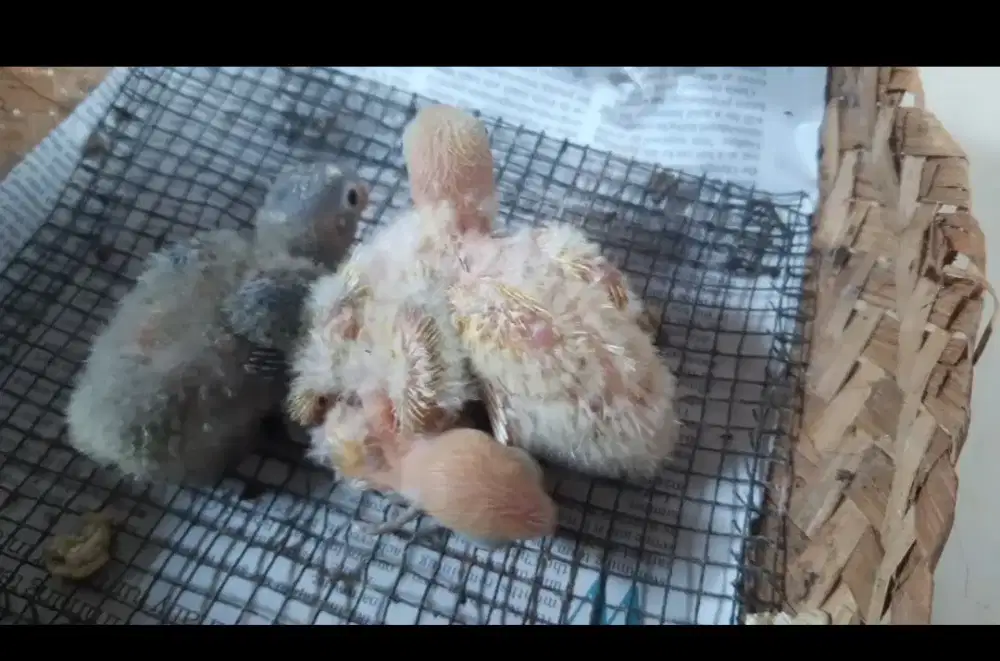 Lovebird Baby Cindil
