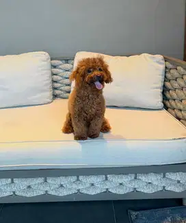 DIJUAL TOY POODLE BROWN
