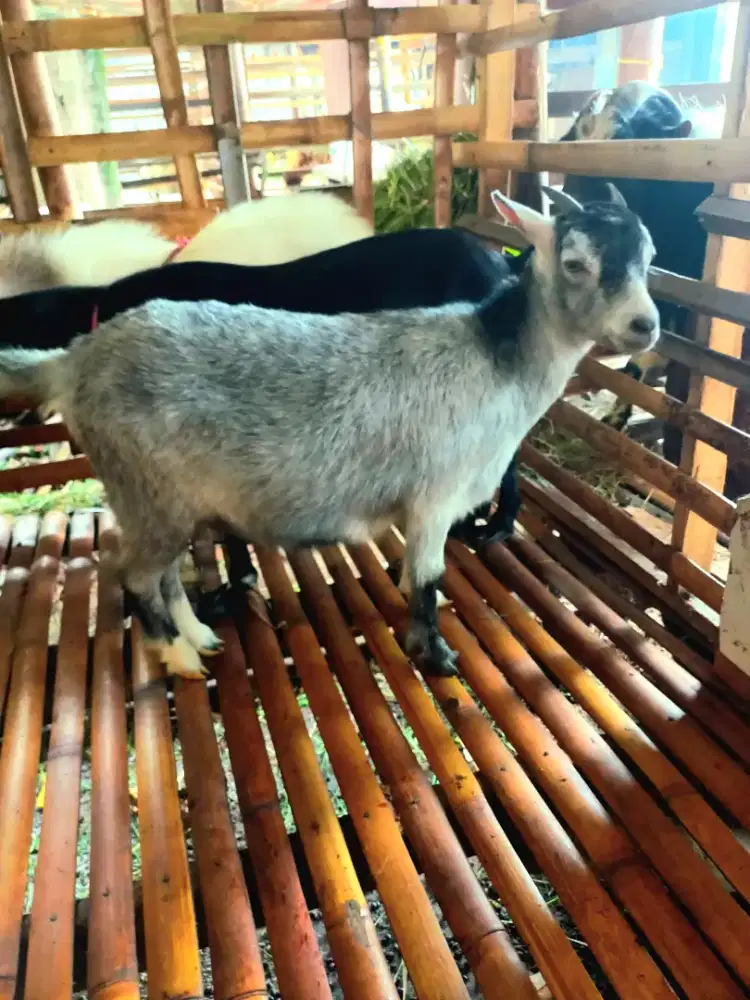 Jual Kambing Afrika