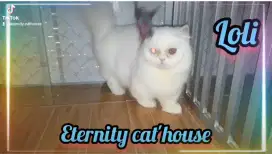 Kucing munchkin minute longhair mata odd eye