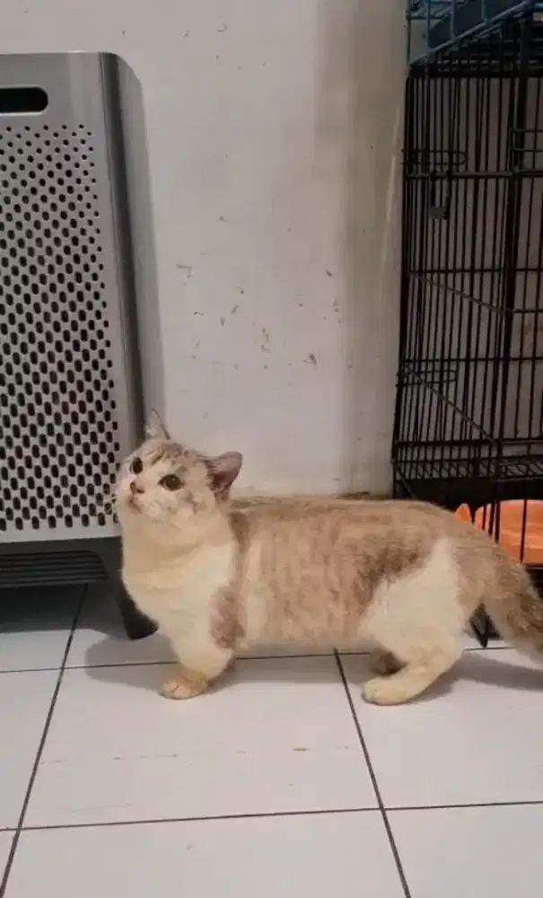 Pejantan munchkin