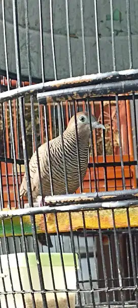 Perkutut cemani Mojopahit rajin