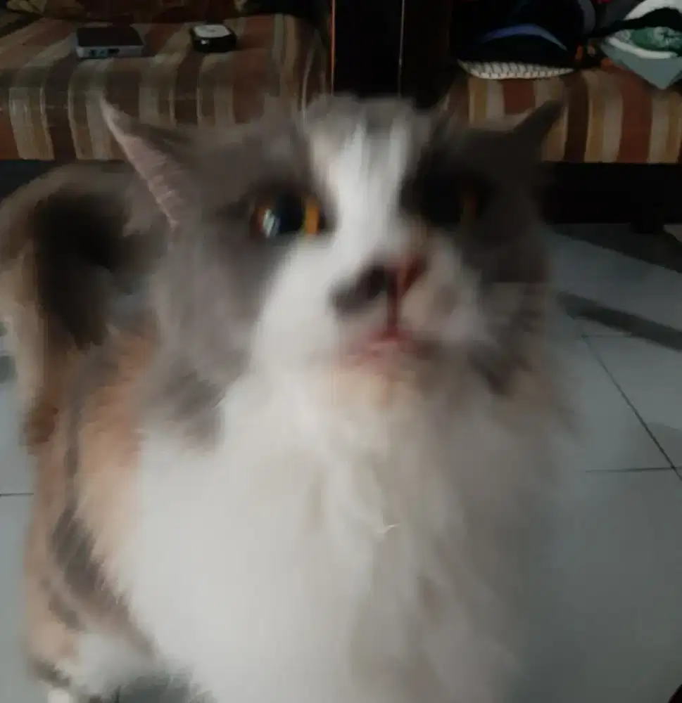 Persia bigbone calico