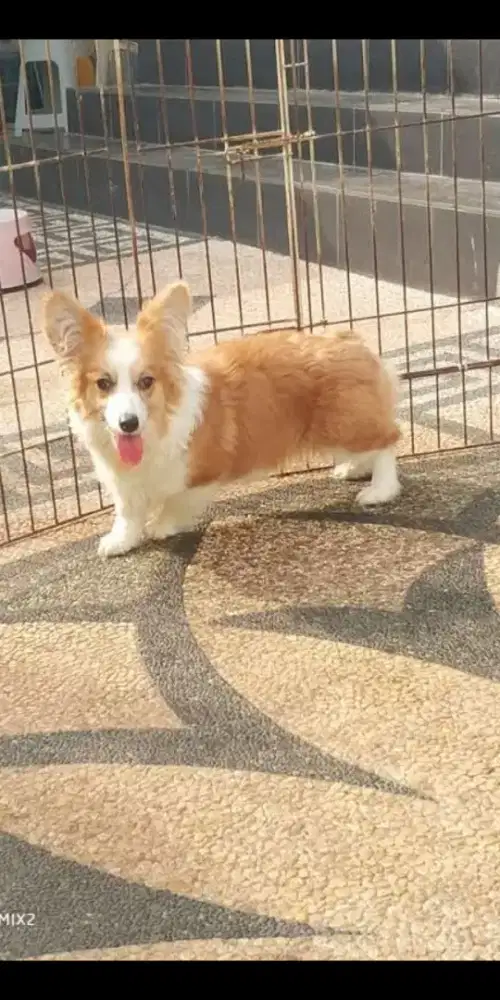 Open Adopt Indukan Corgi Long Hair