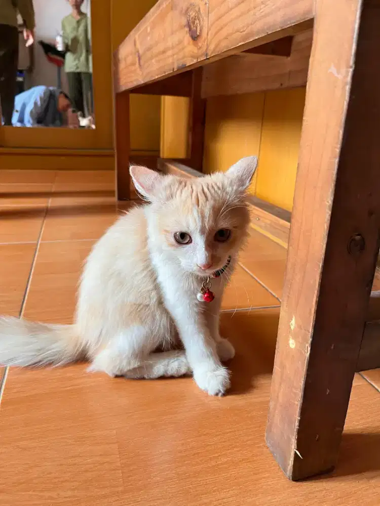 Kucing Persia longhair