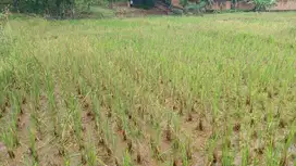 Tanah untuk perumahan