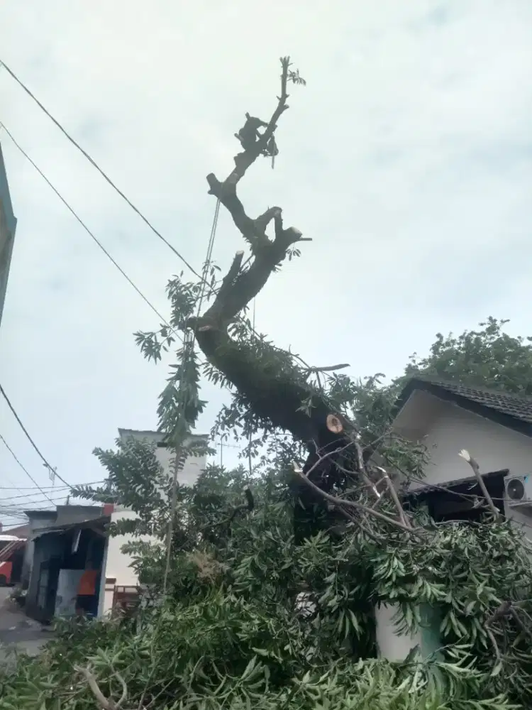 Jasa Tebang Pangkas Pohon dan Babat Rumput SE Jabodetabek