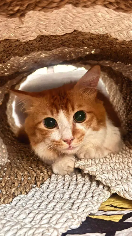 Ready for adopt / Adopsi Kucing
