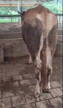 sapi limosin jantan 400kiloan siap potong hajatan nazar akikahan puas