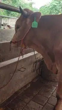 sapi limosin jantan 400kiloan siap potong hajatan nazar akikahan puas