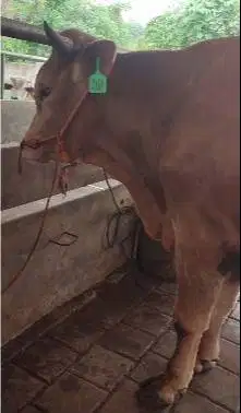 sapi limosin jantan 400kiloanUP siap potong nazar aqiqah hajatan puas