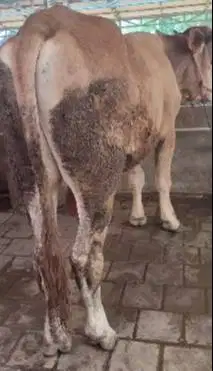 sapi limosin jantan 400kiloanUP siap potong nazar aqiqah hajatan puas