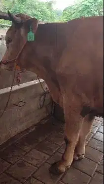 sapi limosin jantan 400kiloan siap potong nazar hajatan sedekahan puas