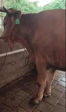 sapi limosin jantan 400kiloan layak nazar sedekahan potongan akikah ok