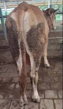 sapi limosin jantan 400kiloan siap potong hajatan nazar sedekahan puas