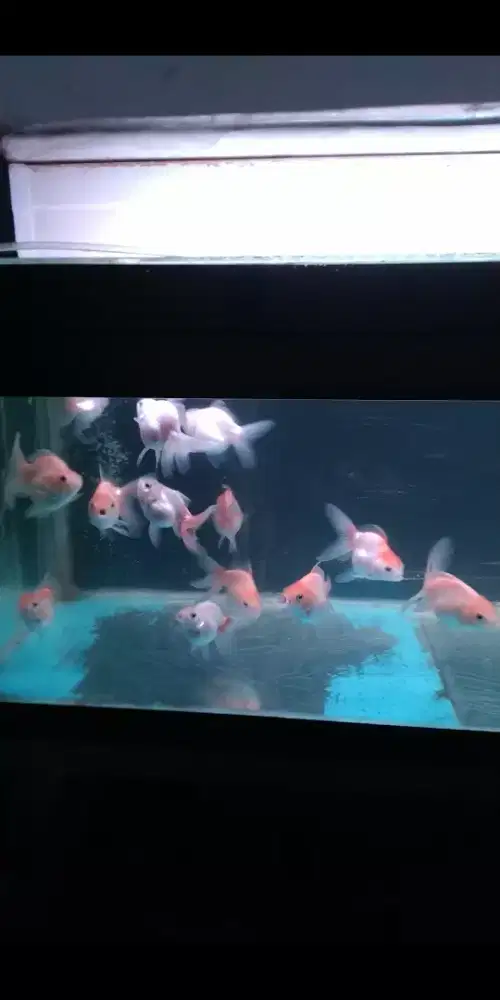 Ikan koki oranda,ryukin