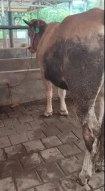 sapi limosin jantan 400kiloan layak potong nazar sedekah hajatan puas