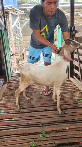 Kambing dan domba