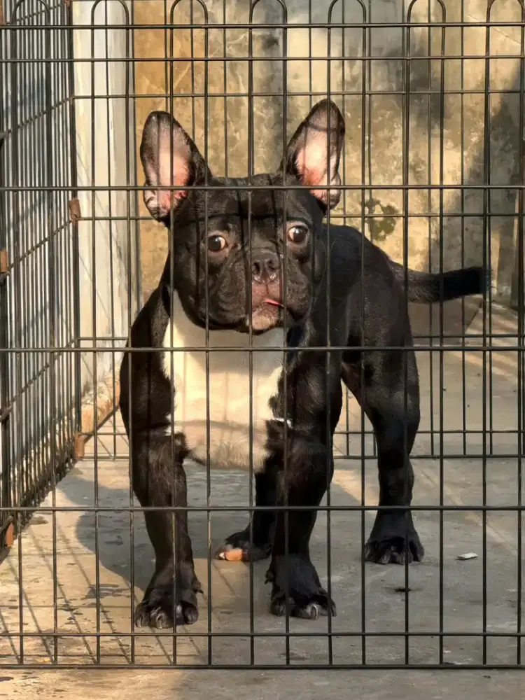 Exotic micro bully jantan american male anjing sultan calon pejantan