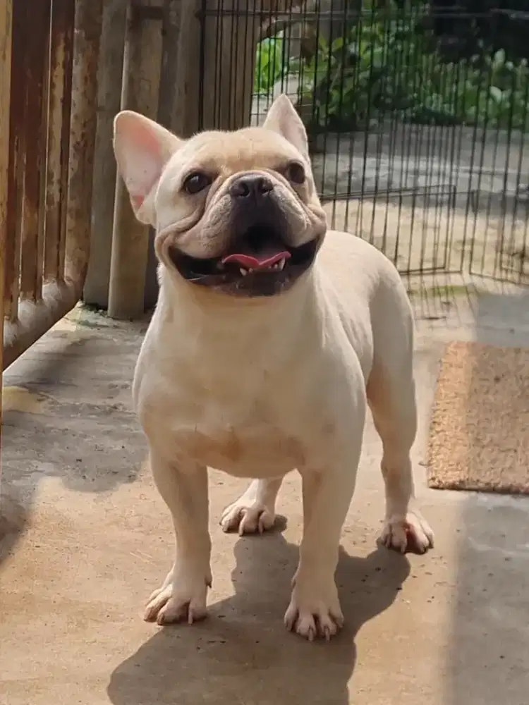 Pejantan french bulldog cream jantan frenchie male warna langka exotic