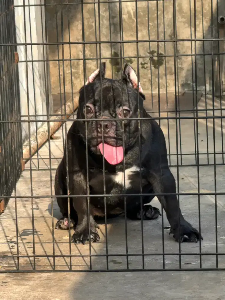 Exotic micro bully female betina calon indukan super anjing sultan