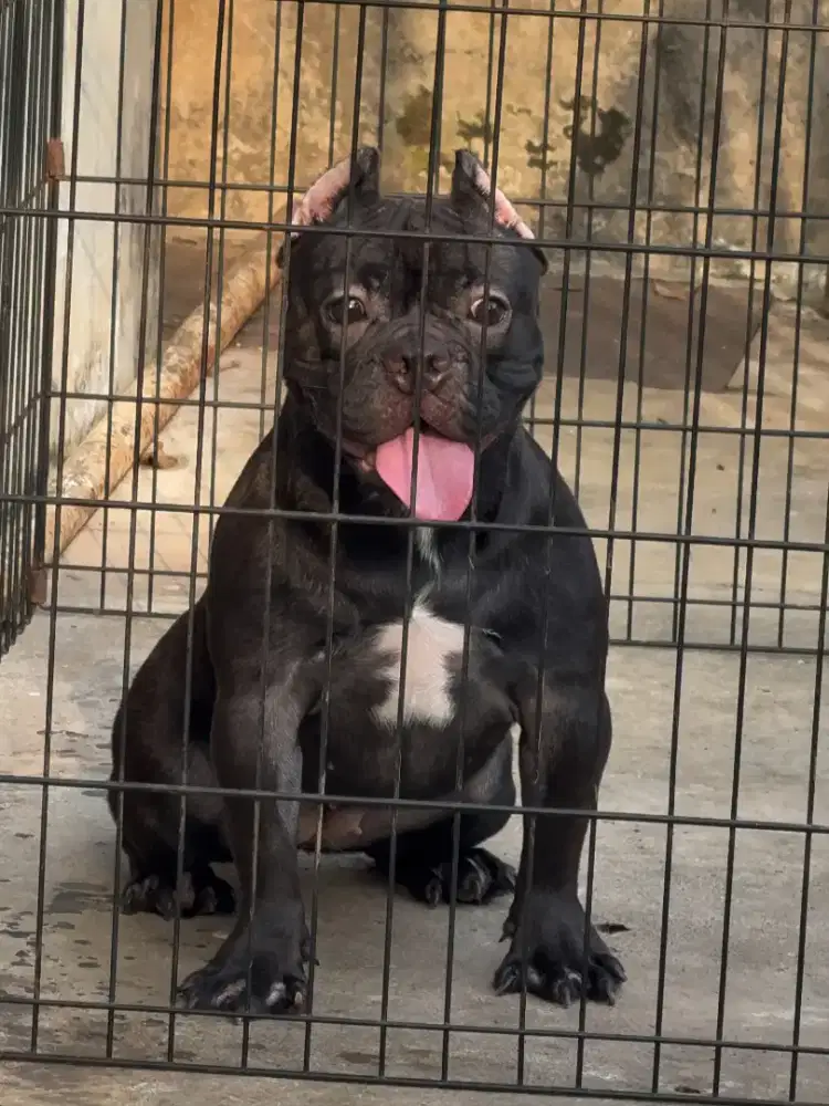 Exotic Micro Bully Female American Betina Anjing Calon Indukan