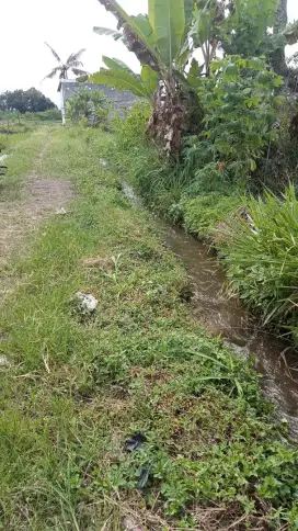 Disewakan tanah bisa untuk pertanian atau peternakan di ngebo