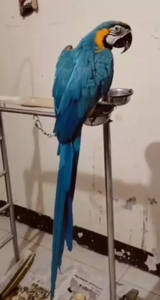 Di Jual cepat Burung Hias Impor Jinak total mulus bulu sayap winclip