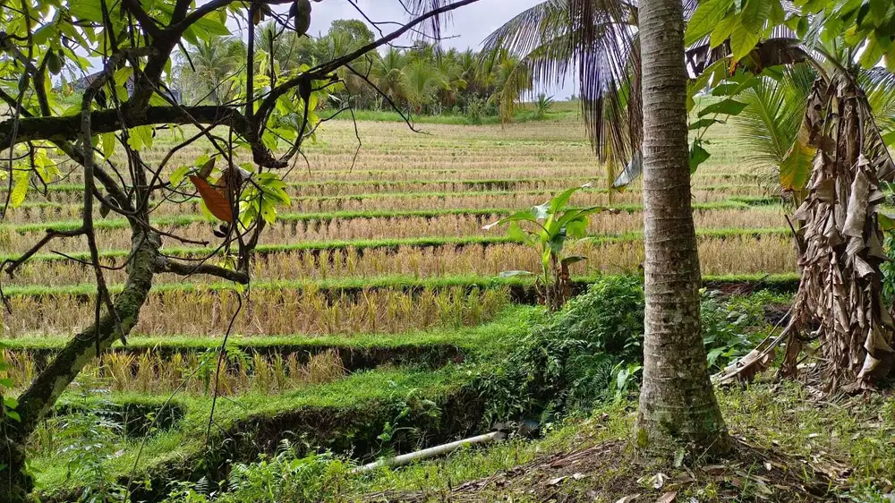 Jual tanah kebun view sawah cantik di tabanan bali