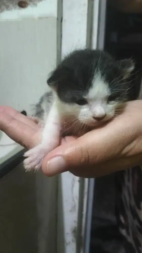 kucing persia asli