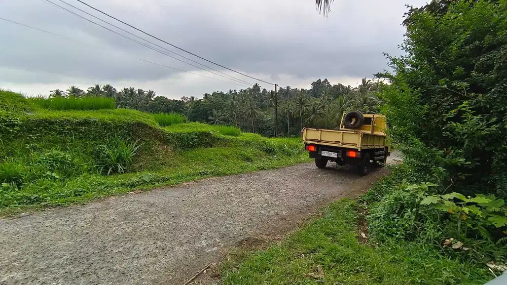 Di jual kebun manggis luasan kecil view sawah di tabanan bali