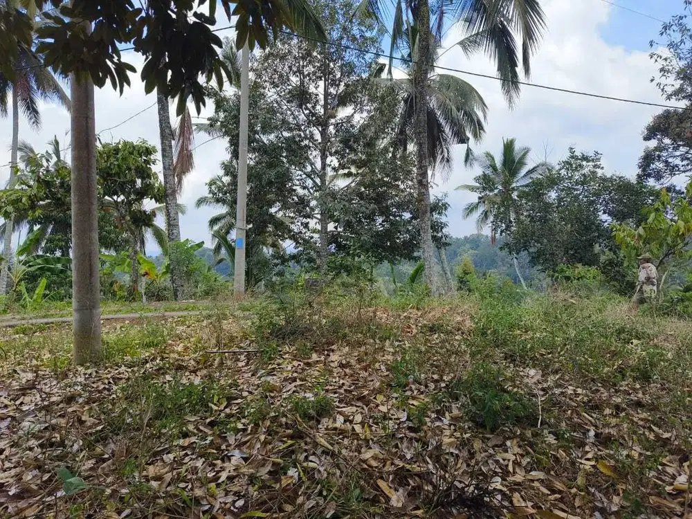 Dijual Tanah Kebun View Junggle Sungai Berbatu Indah Di Tabanan Bali