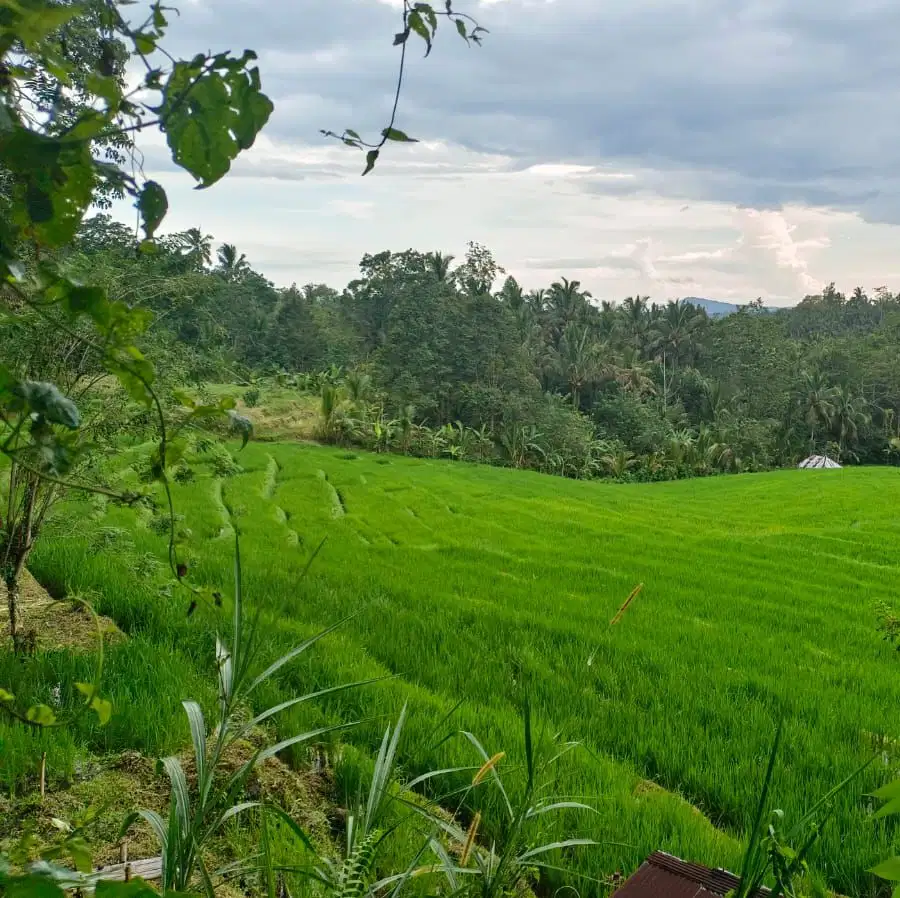 tanah kebun aneka buah view sawah suhu sejuk di tabanan bali