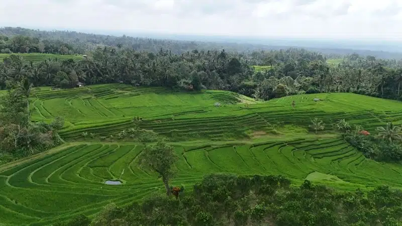 jual tanah kebun view sawah terasering murah di tabanan bali.