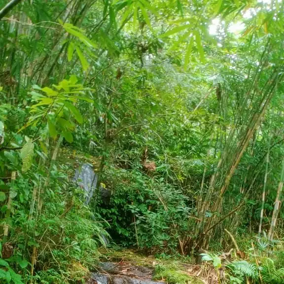 tanah kebun isi mata air los sungai view sawah murah di tabanan bali