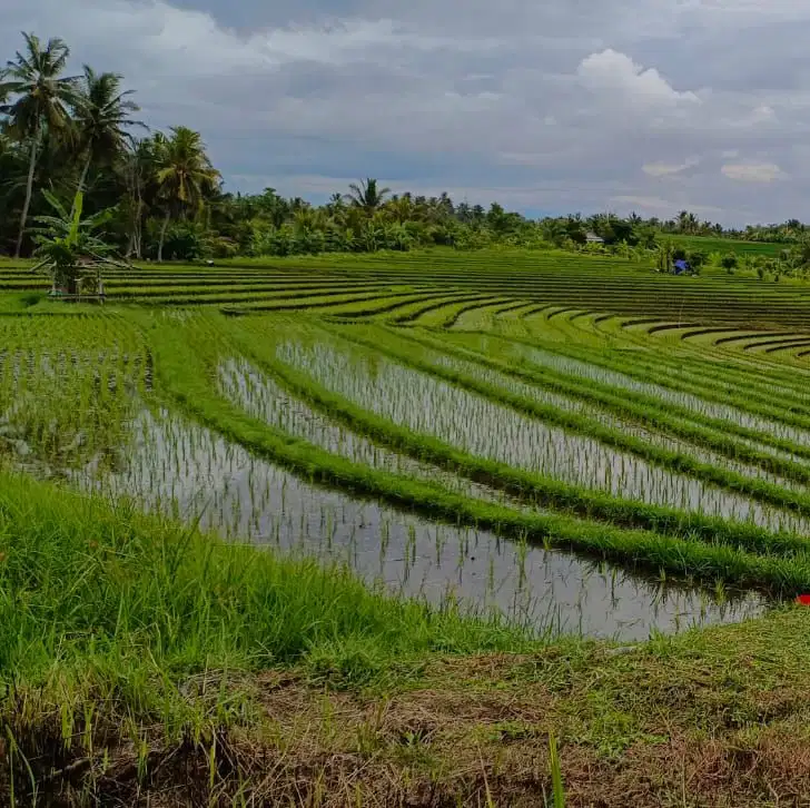 tanah view sawah gunung cantik dekat pantai di tabanan bali