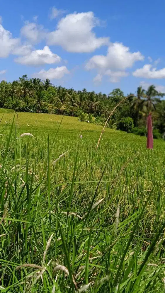 Dijual Tanah View Sawah Terasering  Yang Indah Di Tabanan Bali