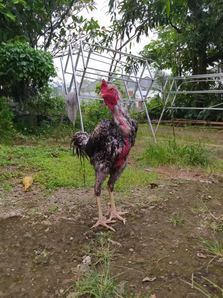 Ayam bangkok indio gigante cocok x Shamo,ganoi,aseel