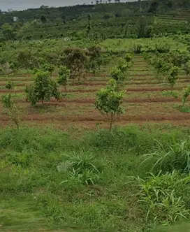 Dijual murah Tanah seluas 5 ha jarak hanya 400 meter dari Kampus UIN