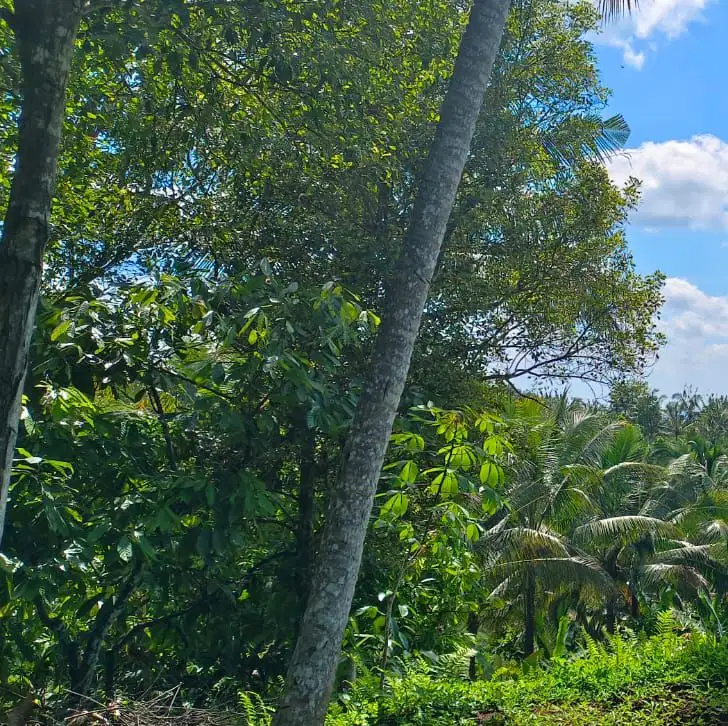 tanah kebun los sungai view sawah cantik di tabanan bali