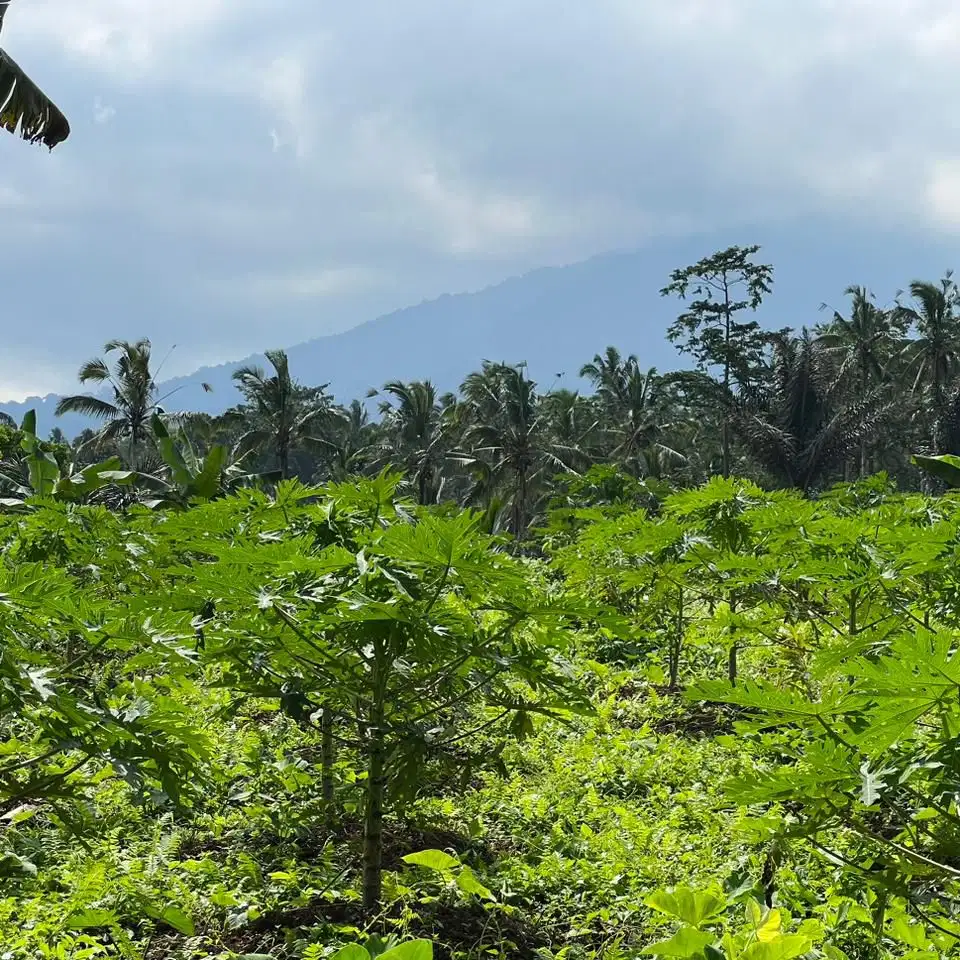 di jual tanah kebun apokat dan aneka durian murah di tabanan bali