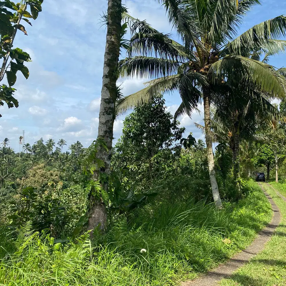 tanah kebun isi mata air area desa wisata di tabanan bali.