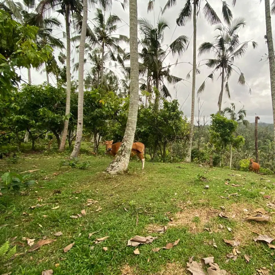 tanah kebun contour datar view gunung hawa sejuk di tabanan bali