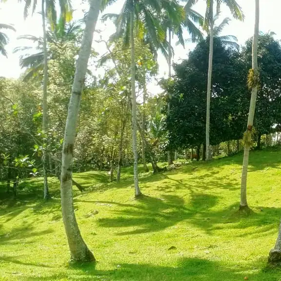tanah kebun contour datar delat villa di tabanan bali